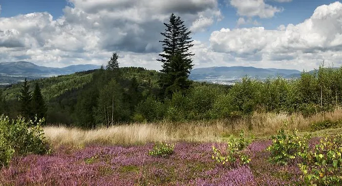 Przy Zywieckim Przylekow